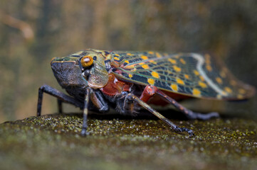 Cicada camouflaged in the middle of the forest
