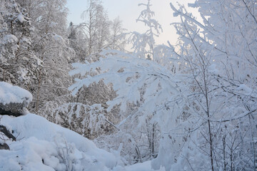 Winter forest view in Ruskeala mountain park in Republic of Karelia