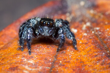 Black spider perched on a red leaf