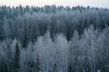 Winter forest view in Ruskeala mountain park in Republic of Karelia