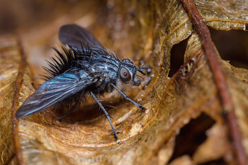 Fly with long hairs hiding on a dry leaf