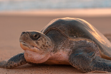 turtle on the beach