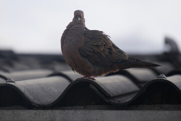 pigeon on the roof