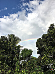 Obraz premium trees and sky