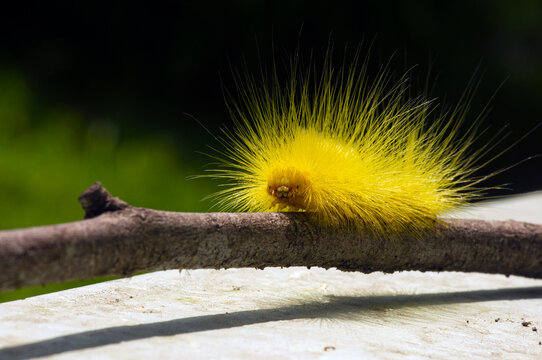 A yellow caterpillar crawling on a plant branch.