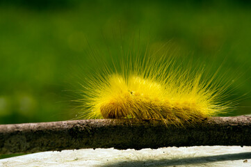 A yellow caterpillar crawling on a plant branch.