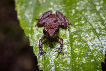 Frog on a leaf looking straight ahead