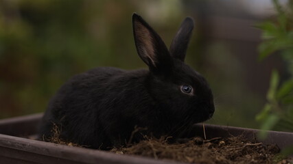 rabbit on the grass