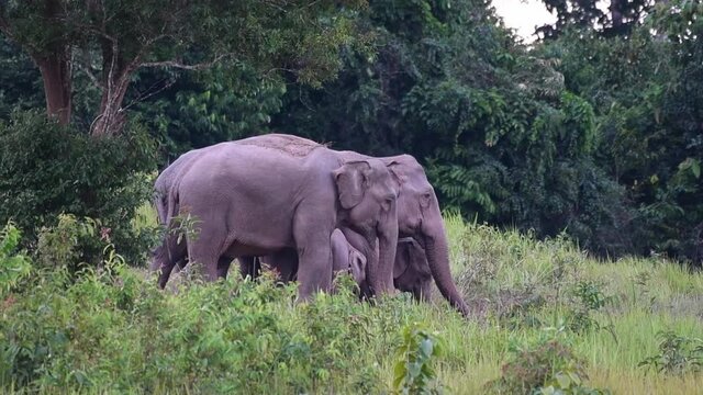 Indian Elephant, Elephas maximus indicus, Khao Yai National Park, Thailand; defensive position of one family keeping the young within the group and as they play chase and push around.