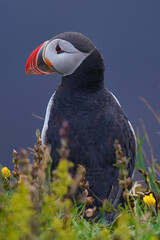 atlantic puffin close up captured in iceland isolated - sitting on a cliff near the sea