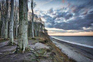amazing sunset on the coast from the ghost forest "Gespensterwald" nienhagen baltic sea germany, beautiful evening on the beach with dramatic clouds on the horizon, fallen trees