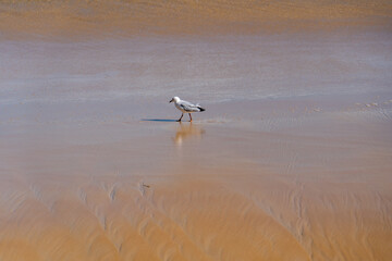 Seagull standing on the beach with selective focus, portrait against sea shore beach