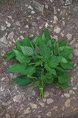 The bouquet of fresh green nettles (Urtica dioica or common nettle) placed outdoors on a ground with small stones