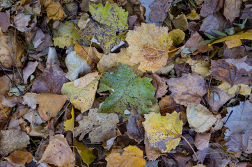 autumn leaves on the ground.  Autumn leaves in forest.	
