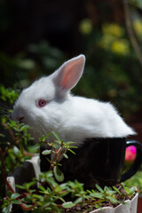 white rabbit in the grass