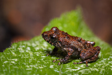 Side view of a tiny frog