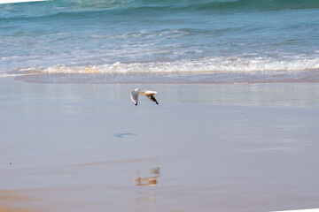 Seagulls in flight over the ocean, reflection of seagulls in the water