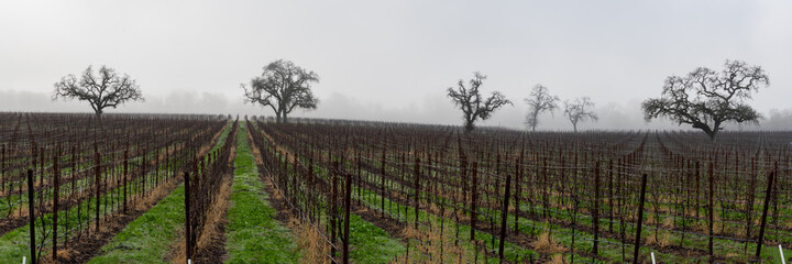 Fototapeta na wymiar Panorama of a vineyard with a low valley fog in winter, Sonoma County, California.