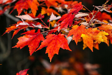 Maple tree branch turning colors in early October