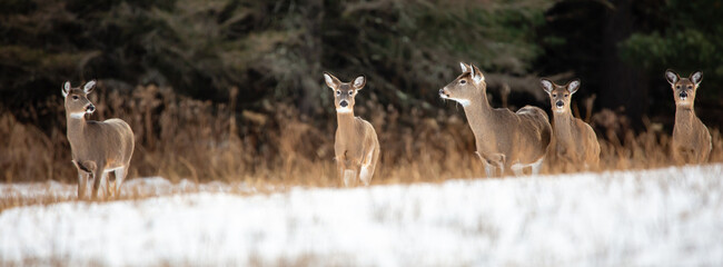 White-tailed deer (Odocoileus virginianus) very alert in a Wisconsin snow covered field in January - Powered by Adobe