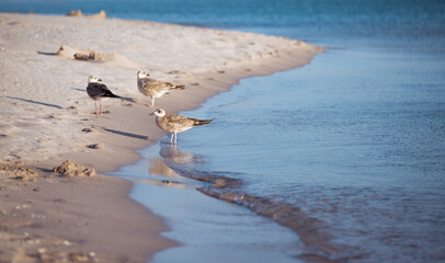 Group of seagulls ower sea