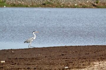 Gar&ccedil;a moura (Ardea cocoi)