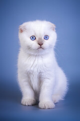 Cute scottish fold shorthair silver color point kitten with blue eyes