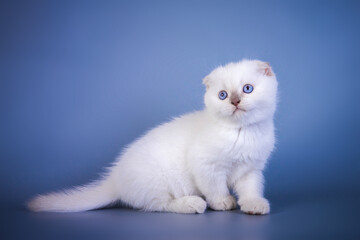 Cute scottish fold shorthair silver color point kitten with blue eyes