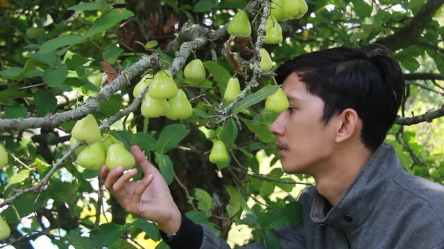 portrait of an Asian man enjoying a water apple or Syzygium samarangense from the tree. harvest and eat fresh green guava. relaxing holiday in the orchard