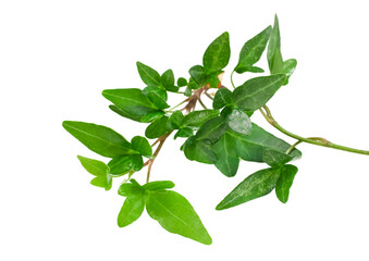 Obraz premium Branch of green ivy plant (Hedera helix) isolated on a white background.