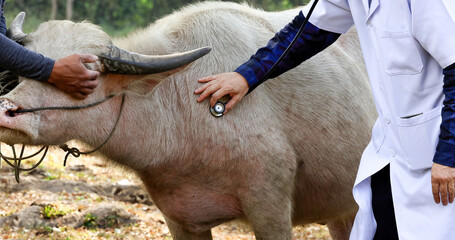 A veterinarian in white coat using a stethoscope to check up on a young albino buffalo.