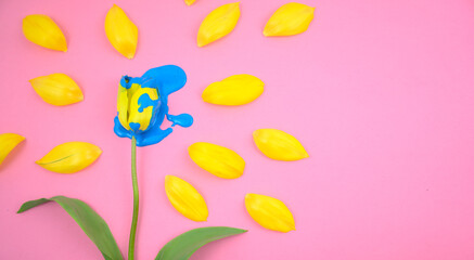 Acrylic dripping on yellow tulip flower flat lay on clear pink background. Vivid colorful candy ink medium color blue on floral.