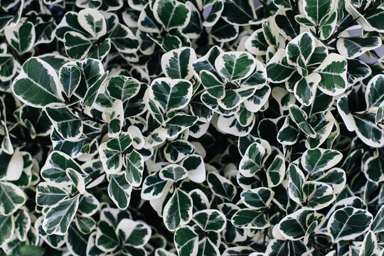 Green leaf texture. Leaf texture background. Fortune's spindle , close-up Ficus elastica plant. Beautiful background of Euonymus wintercreeper shrub with green, yellow and white leaves. 
