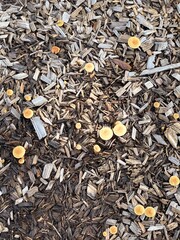 wild mushrooms growing in mulch after a rainy day 