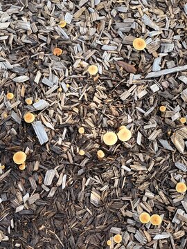 wild mushrooms growing in mulch after a rainy day 