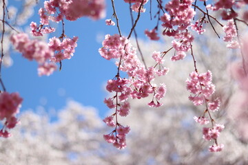Japanese Cherry Blossoms