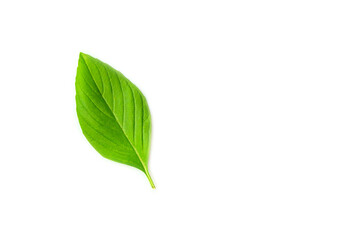 Fresh basil leaf isolated