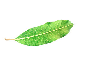Fototapeta na wymiar Mango leaf isolated