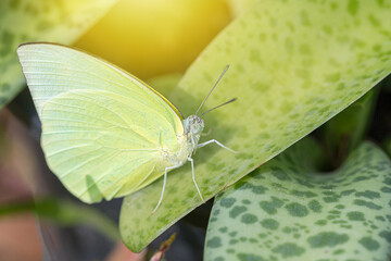 In the garden there are butterflies on the foliage decorating in the nature