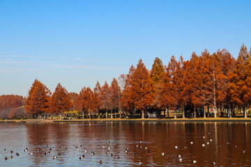 秋の風景  森 メタセコイヤ 紅葉 美しい オレンジ 池 水辺