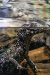 baby alligator floating in water
