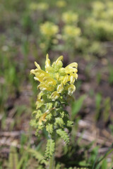 Closeup of wood betony with others behind it at Miami Woods in Morton Grove, Illinois