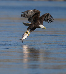 A Eagle Is Catching Fish