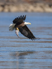 A Eagle Is Catching Fish