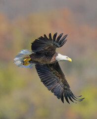 A Eagle Is Catching Fish