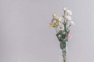 Naklejka na ściany i meble Eustoma flowers bouquet in a vase on a grey background