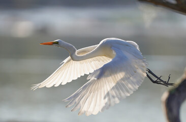 A white heron is in flight