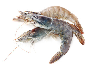 shrimps on a white background 