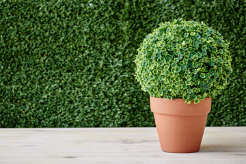 Potted Hedge Plant