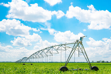 Irrigation of farmland to ensure the quality of the crop. Sunny day, sunlight